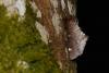 Odontosia carmelita